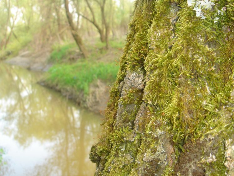 land, Water, Tree, Green, Moss, Nature HD Wallpaper Desktop Background