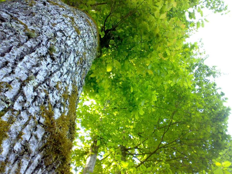 tree, Green, Nature HD Wallpaper Desktop Background