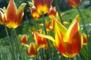 tulips, Spring, Green, Yellow, Orange, Floer