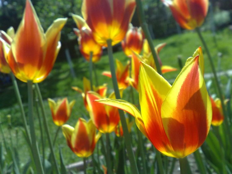 tulips, Spring, Green, Yellow, Orange, Floer HD Wallpaper Desktop Background