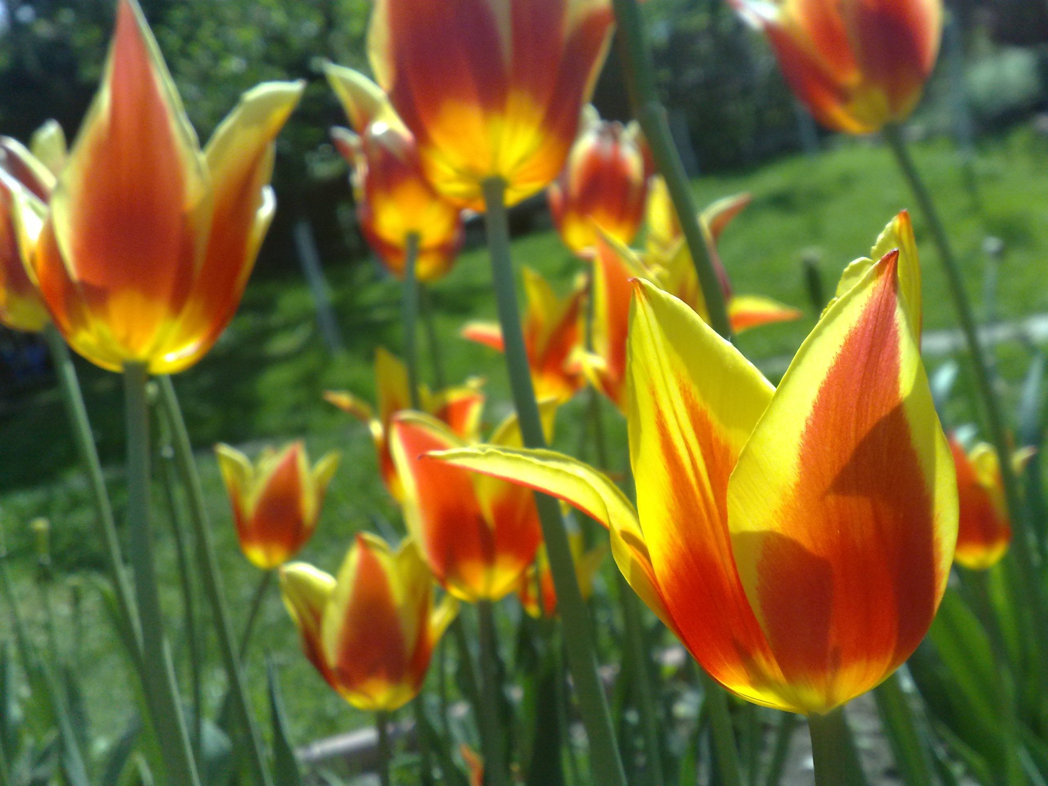 tulips, Spring, Green, Yellow, Orange, Floer Wallpaper
