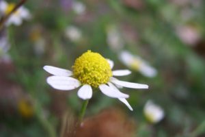 little, Flower, Yellow, White, Petals, Spring, Chamomile