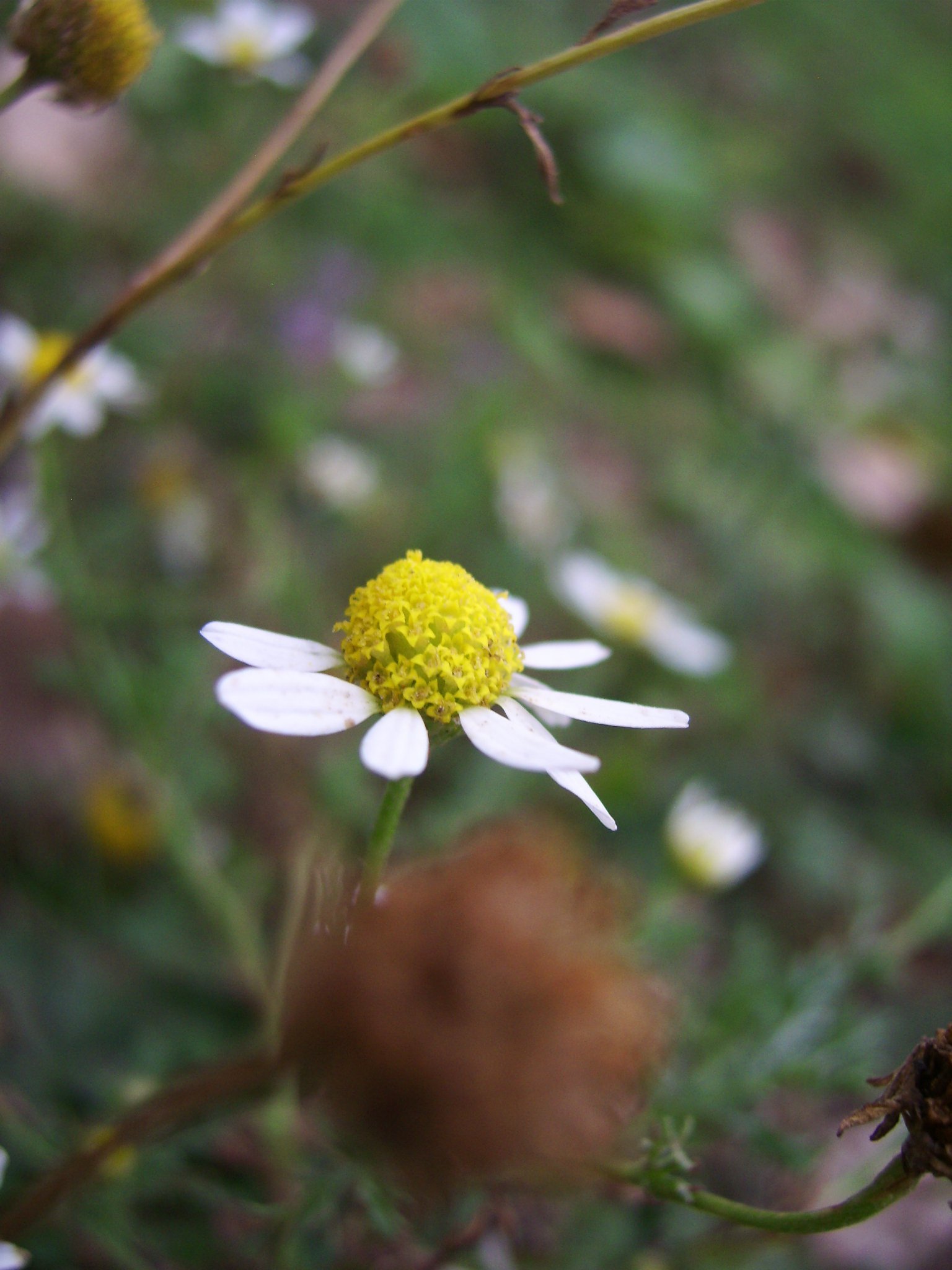 little, Flower, Yellow, White, Petals, Spring, Chamomile Wallpaper