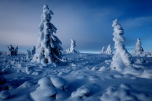 tree, Snow, Winter