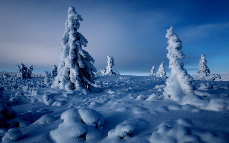 tree, Snow, Winter HD Wallpaper Desktop Background
