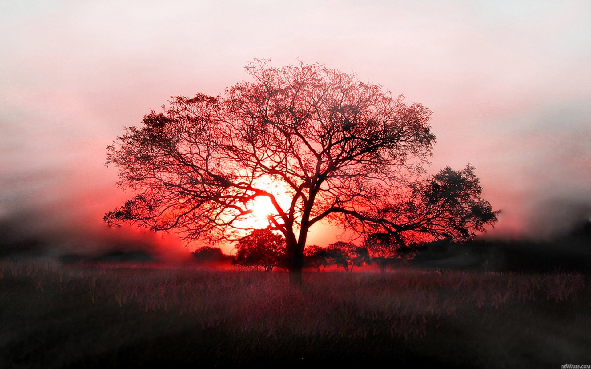 sunset, Trees Wallpaper