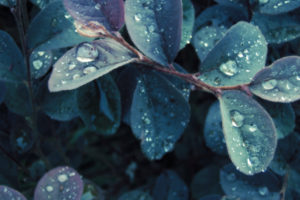 nature, Leaves, Plants, Water, Drops