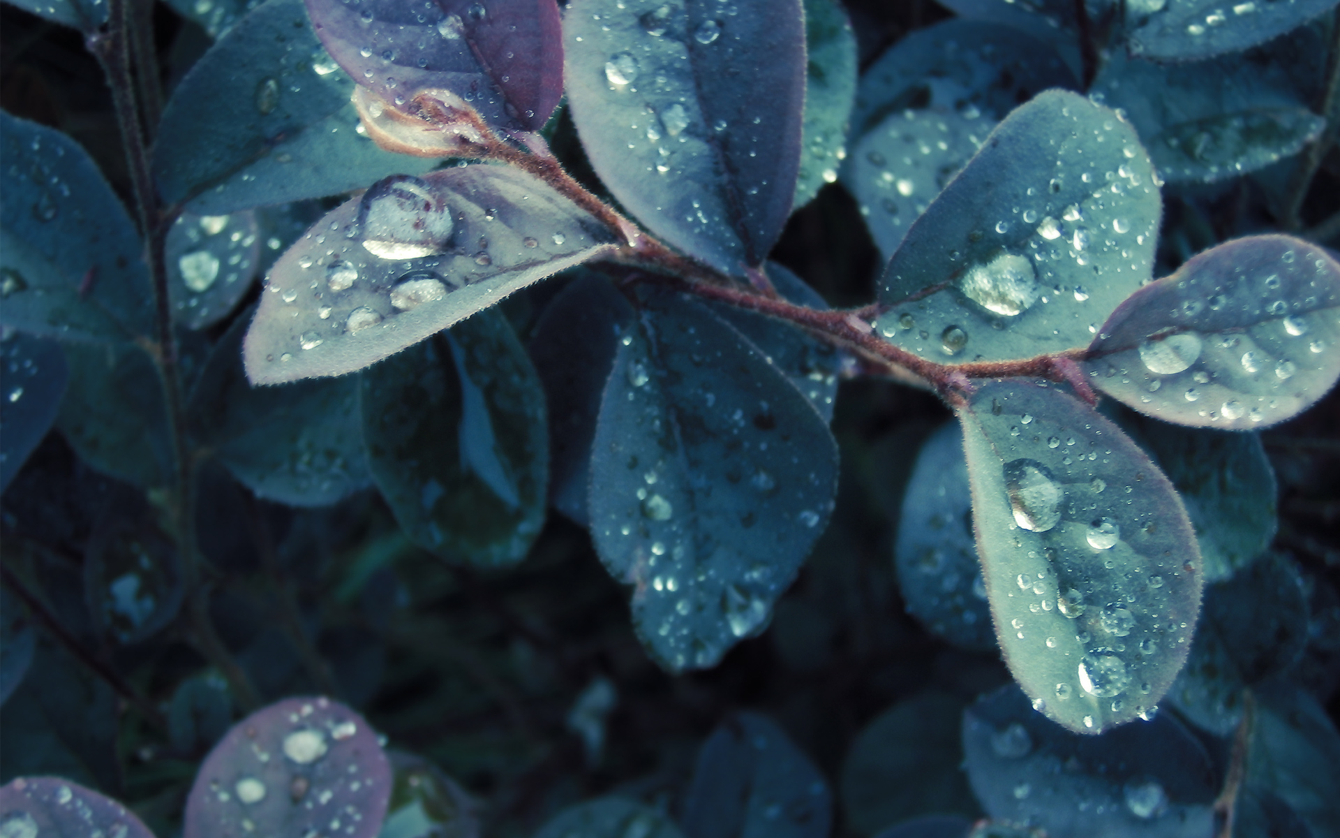 nature, Leaves, Plants, Water, Drops Wallpaper