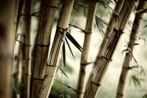 zen, Bamboos