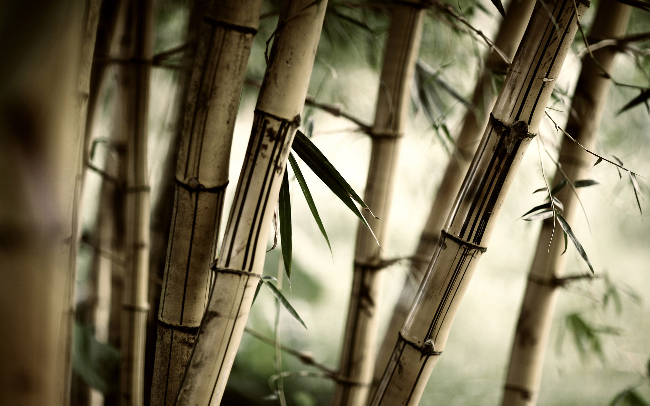 zen, Bamboos Wallpaper