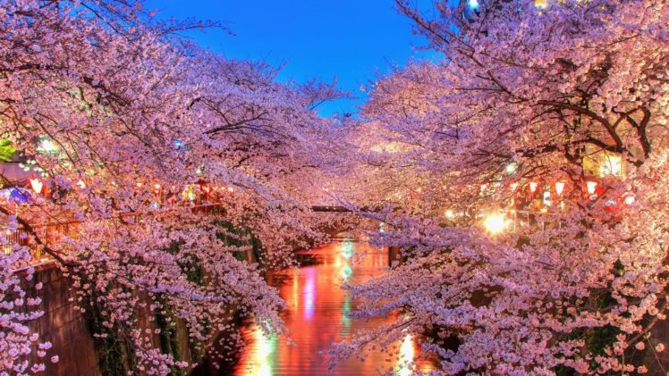 light, Water, Night, Sakura, Tokyo, Spring, Flower, Peoples, Tree, Nature HD Wallpaper Desktop Background