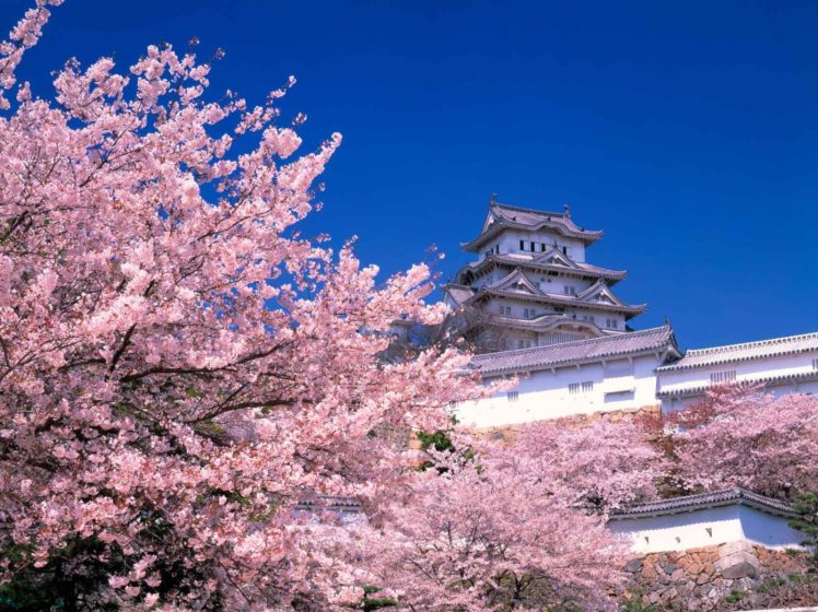 himeji, Sakura, Tokyo, Spring, Flower, Peoples, Picnic, Tree, Nature HD Wallpaper Desktop Background