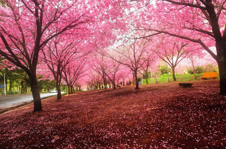 sakura, Tokyo, Spring, Flower, Peoples, Tree, Nature, Landscape HD Wallpaper Desktop Background