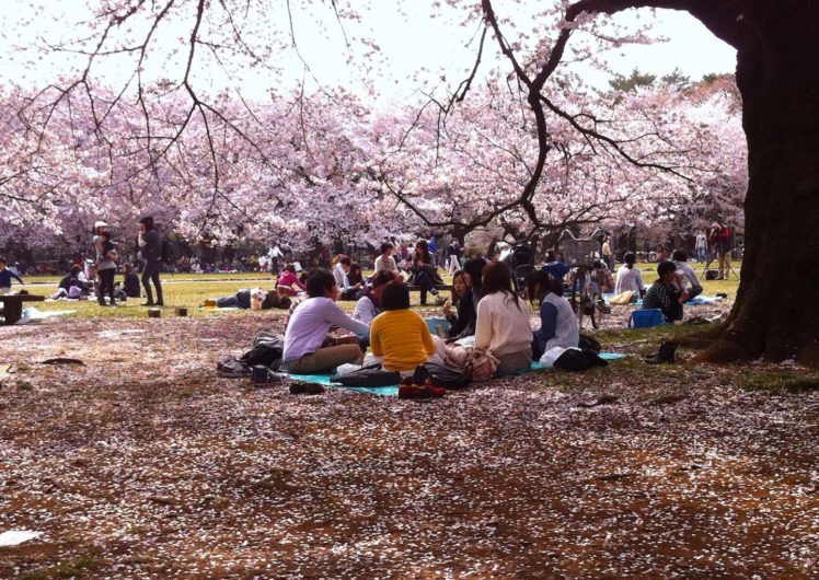 sakura, Tokyo, Spring, Flower, Peoples, Picnic, Tree, Nature HD Wallpaper Desktop Background
