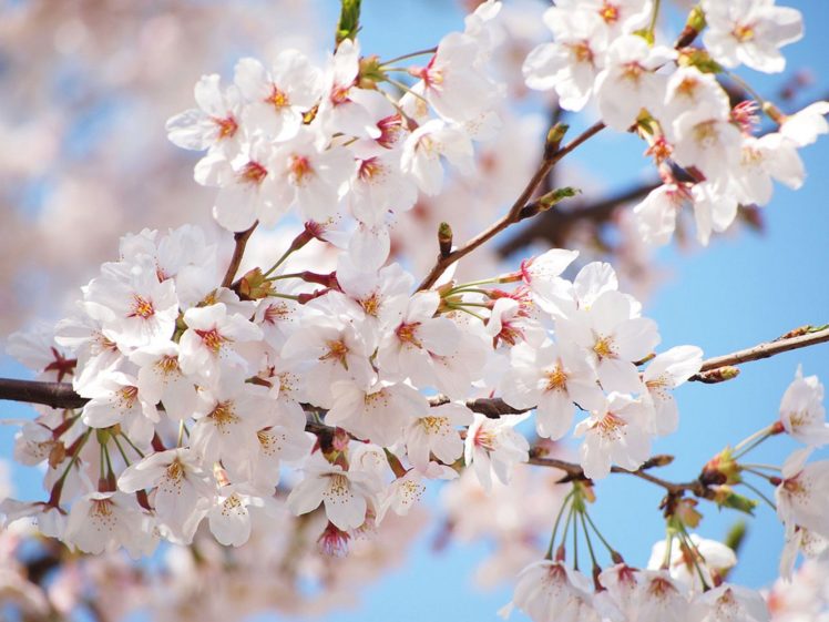 beauty, Spring, Tree, Flower, Nature HD Wallpaper Desktop Background