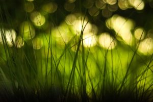 green, Nature, Lights, Grass, Bokeh, Monochrome, Macro, Depth, Of, Field, Blurred