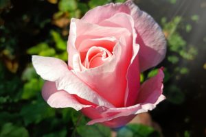 beautiful, Rose, Garden