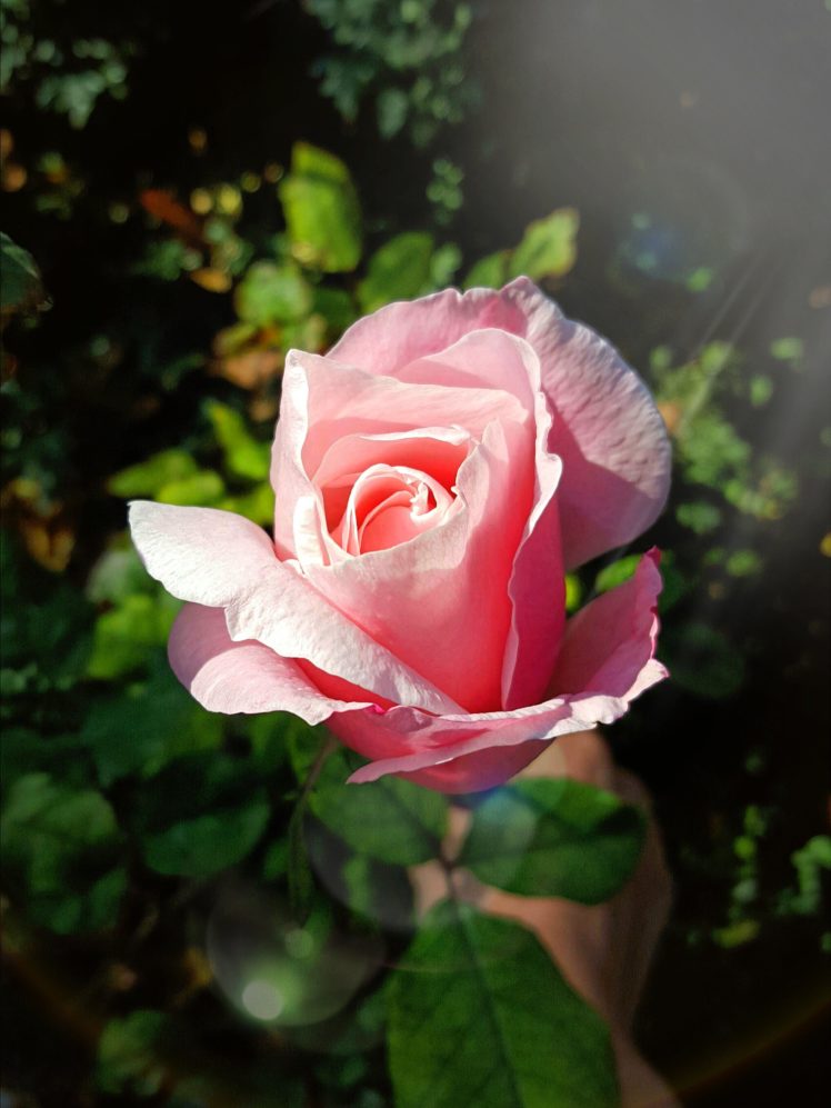 beautiful, Rose, Garden HD Wallpaper Desktop Background