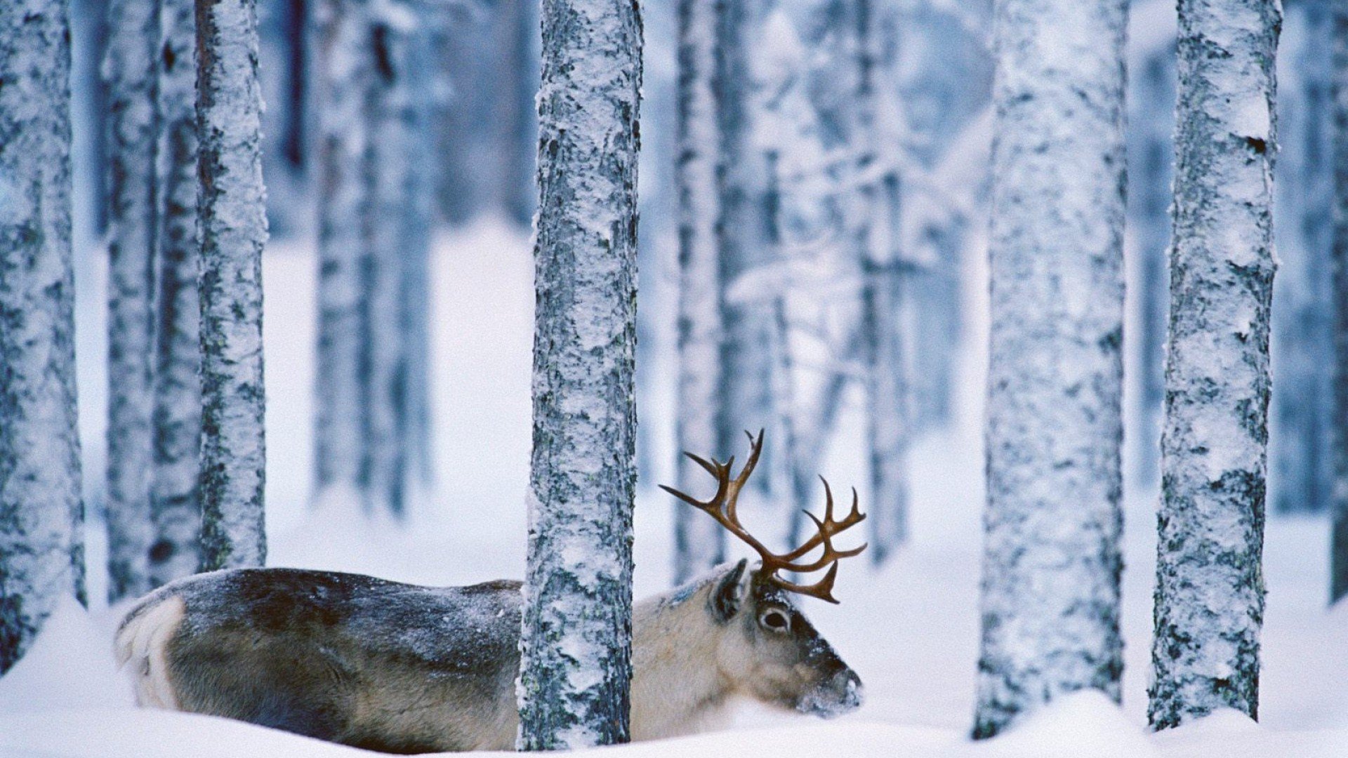 winter, Snow, Nature, Landscape, Deer Wallpapers HD / Desktop and