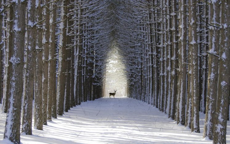 winter, Snow, Nature, Landscape, Deer HD Wallpaper Desktop Background