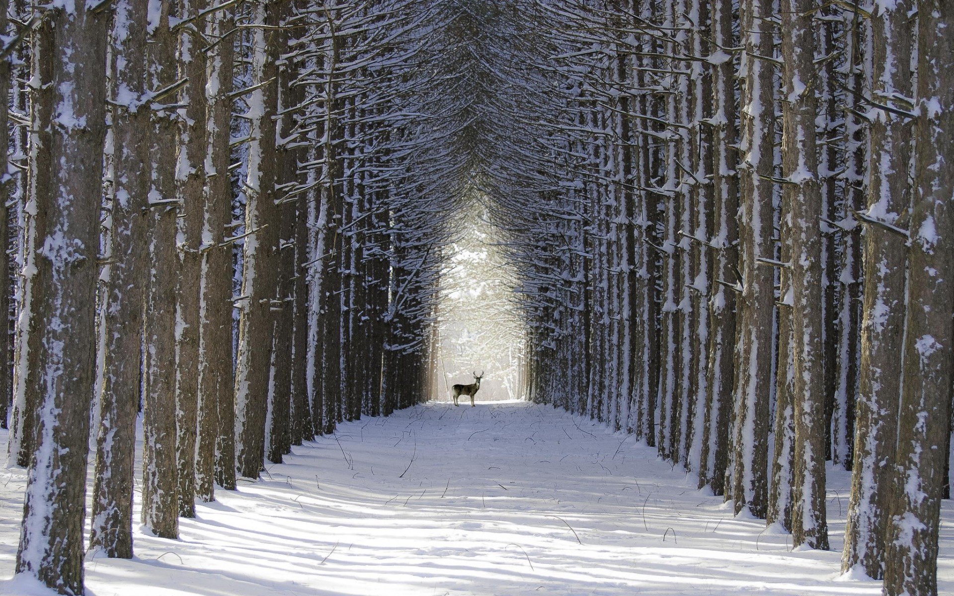 winter, Snow, Nature, Landscape, Deer Wallpaper