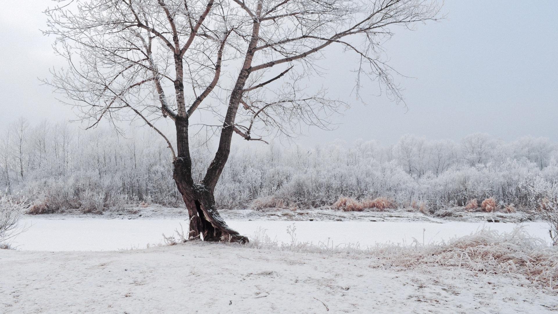 winter, Snow, Nature, Landscape Wallpaper