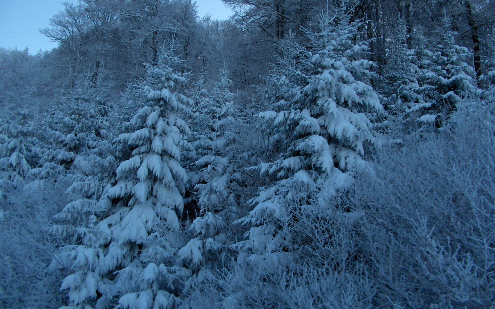 Снег в еловом лесу