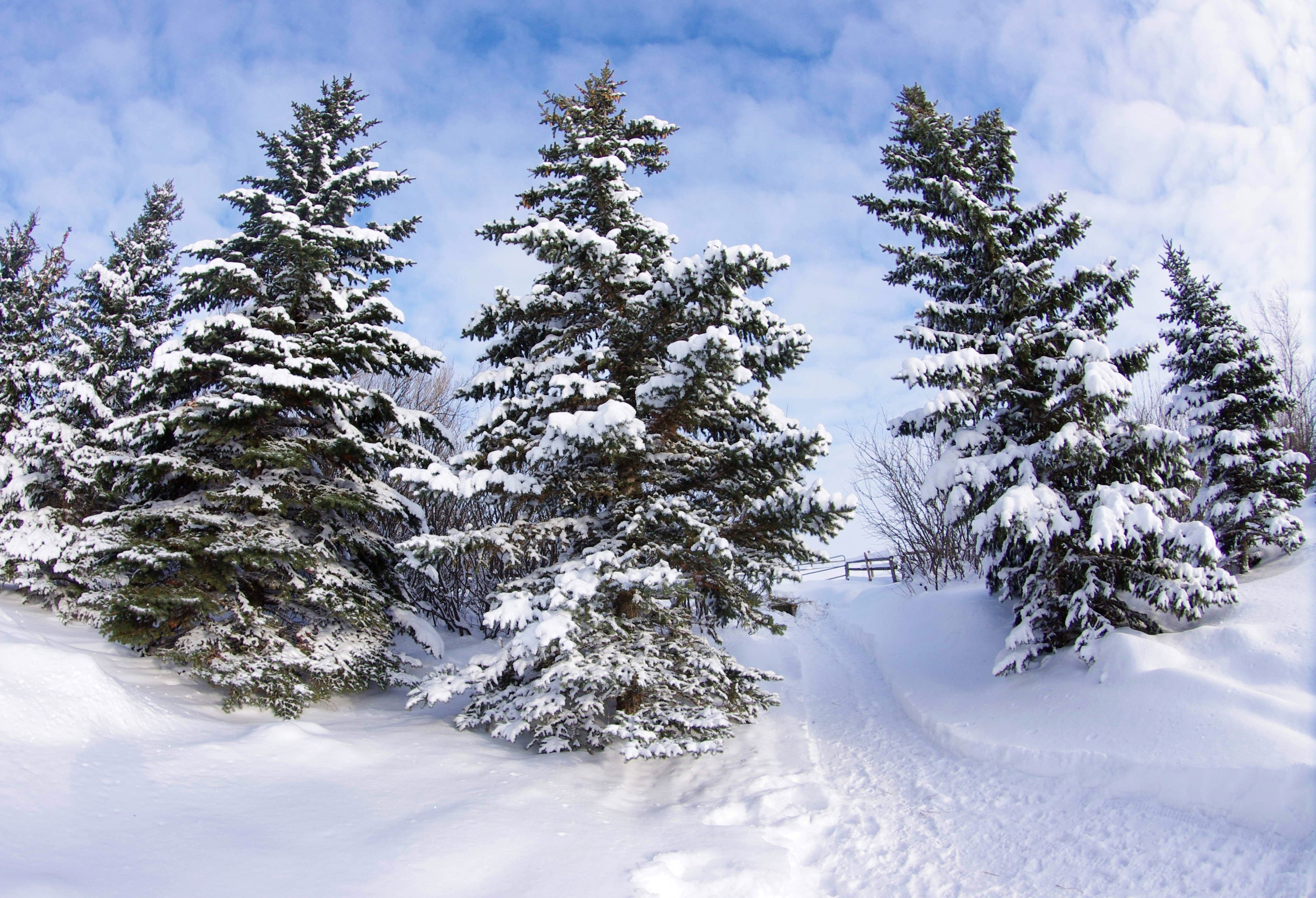 Елки сугробы. Ель в снегу. Хвойные деревья в снегу. Зимняя ель. Елка зимой.