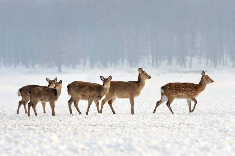 winter, Snow, Nature, Landscape, Deer HD Wallpaper Desktop Background