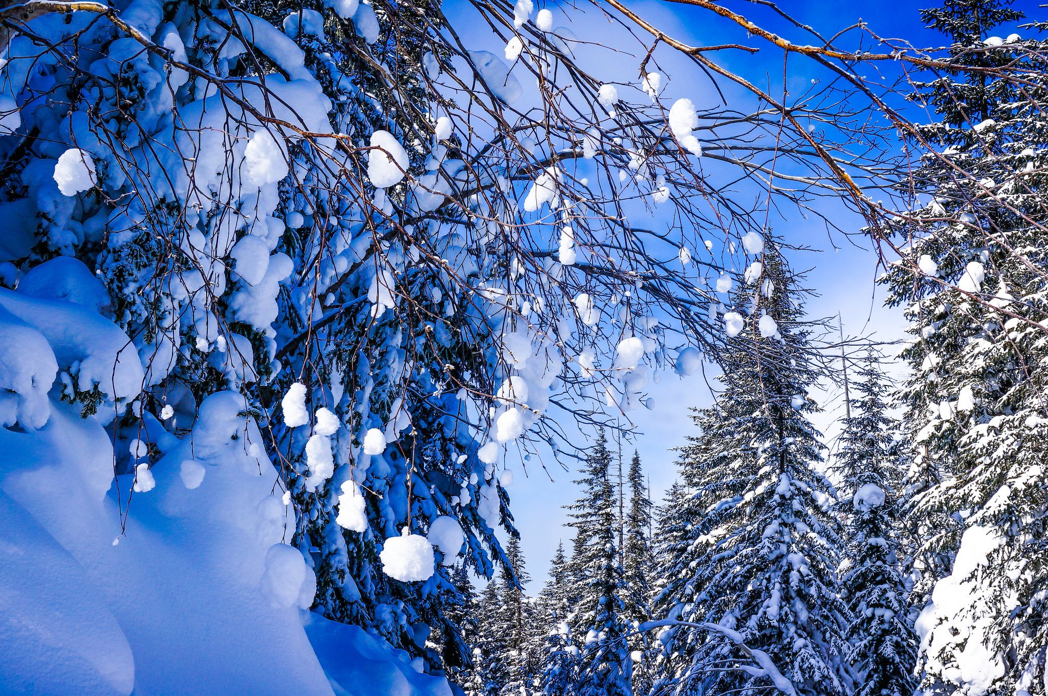 winter, Snow, Nature, Landscape Wallpaper