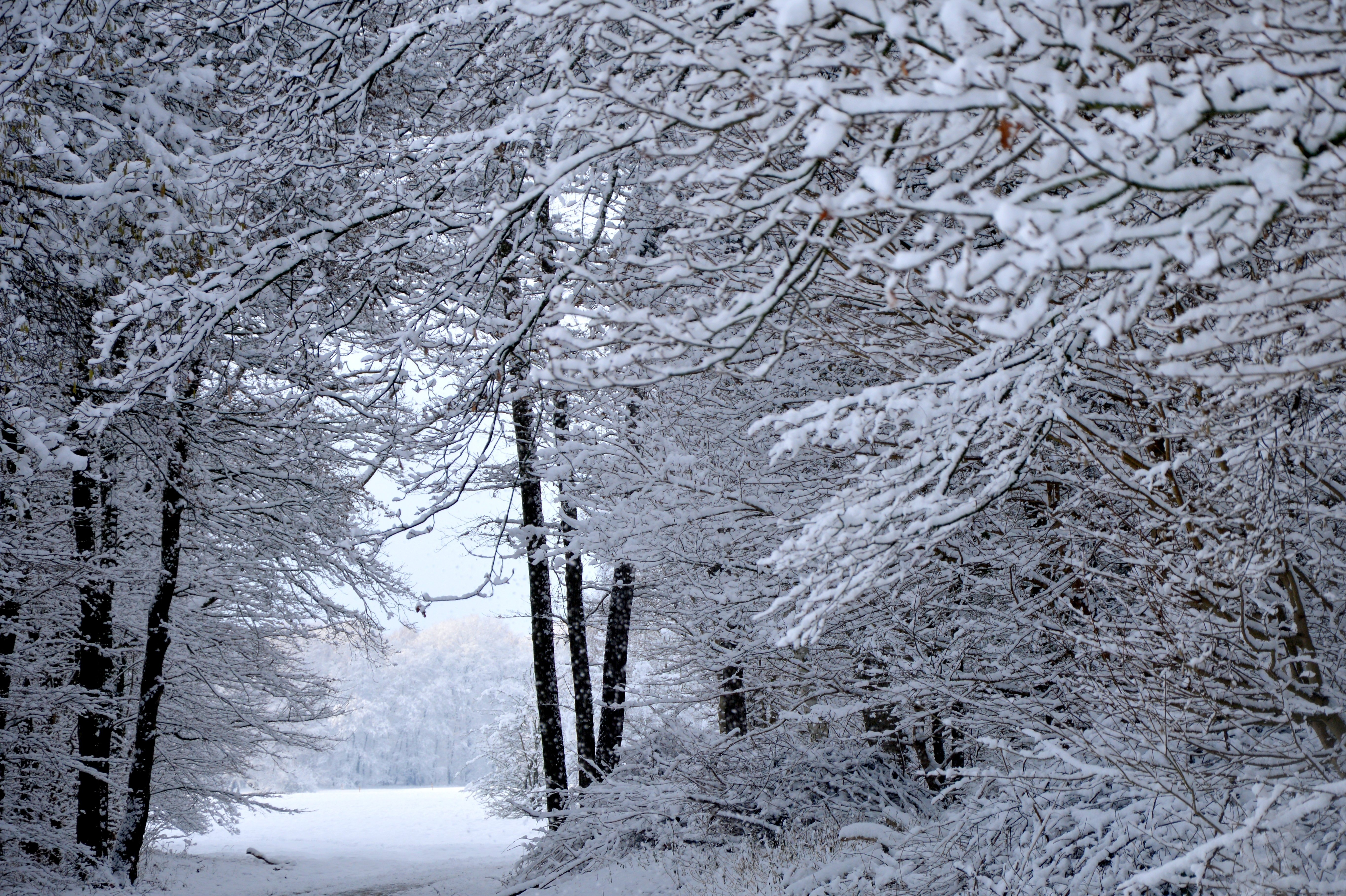 winter, Snow, Nature, Landscape Wallpaper