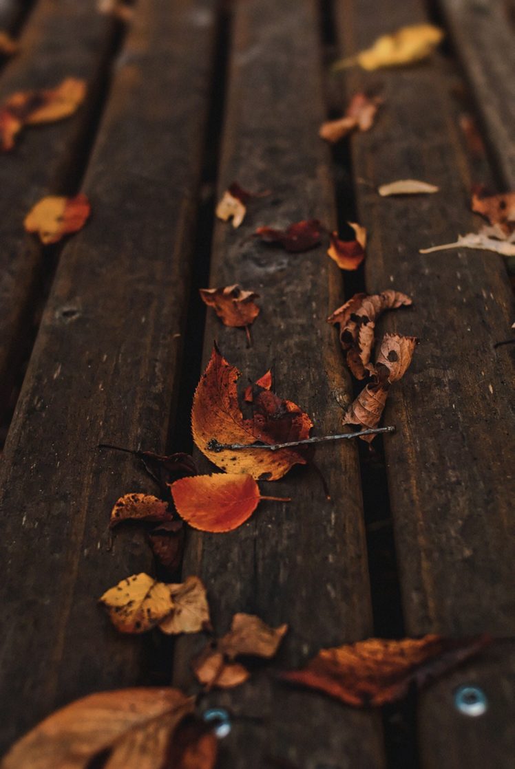 nature, Leaves, Autumn, Beauty, Mood HD Wallpaper Desktop Background