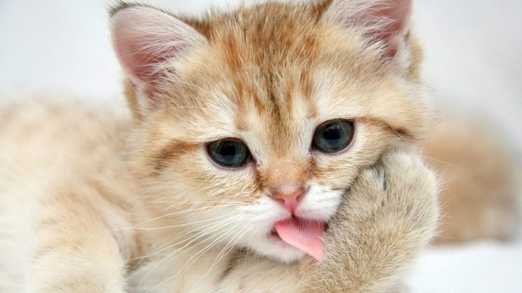 cute, Cat, Animal, Kitty HD Wallpaper Desktop Background