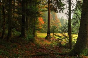 forest, Trees, Nature, Landscape, Tree, Autumn