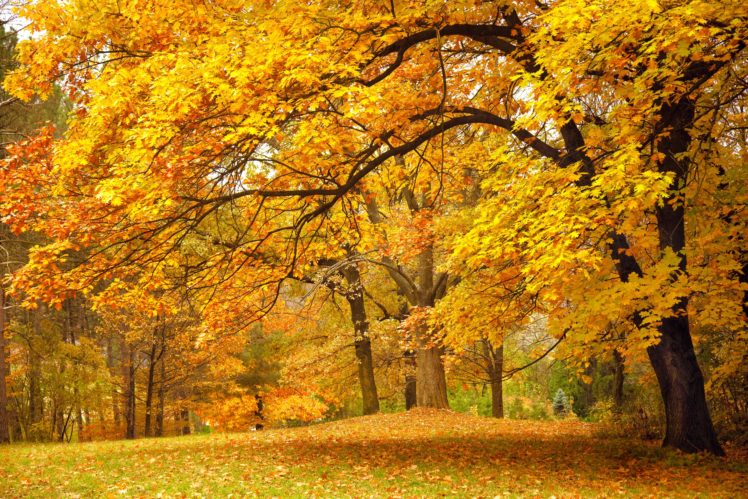 forest, Trees, Nature, Landscape, Tree, Autumn Wallpapers HD / Desktop ...