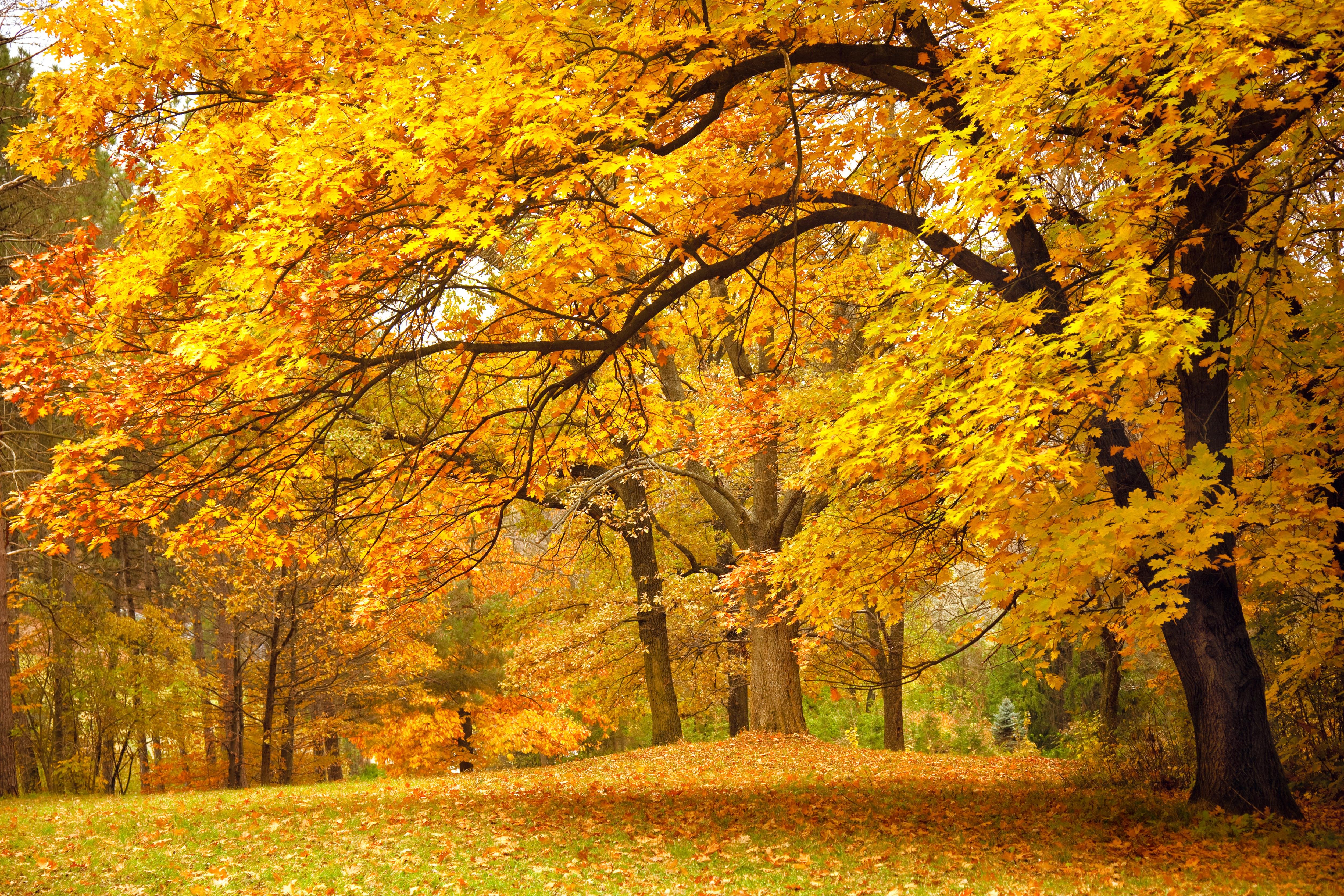 forest, Trees, Nature, Landscape, Tree, Autumn Wallpaper