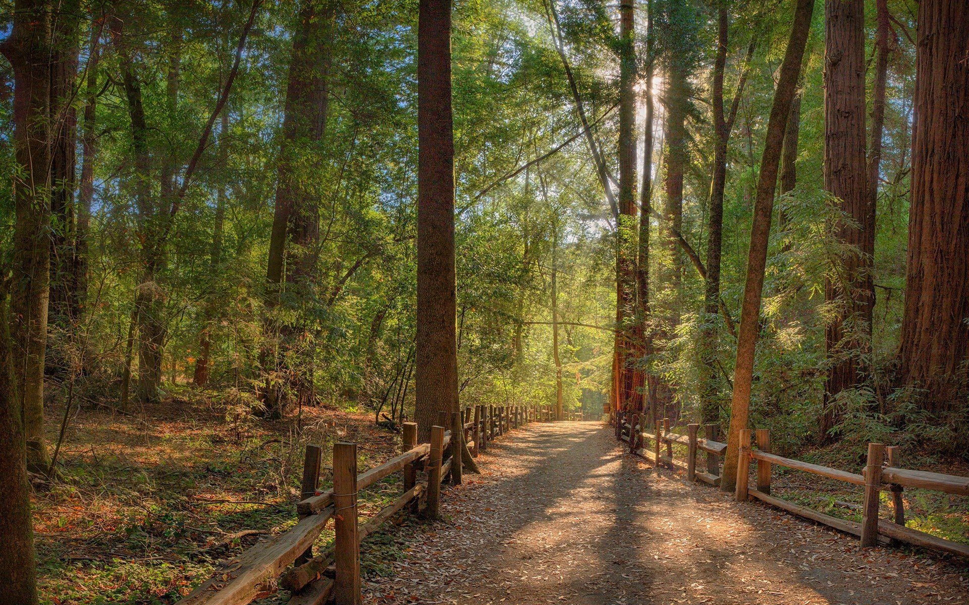 forest, Trees, Nature, Landscape, Tree Wallpaper