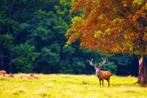 forest, Trees, Nature, Landscape, Tree, Autumn, Deer