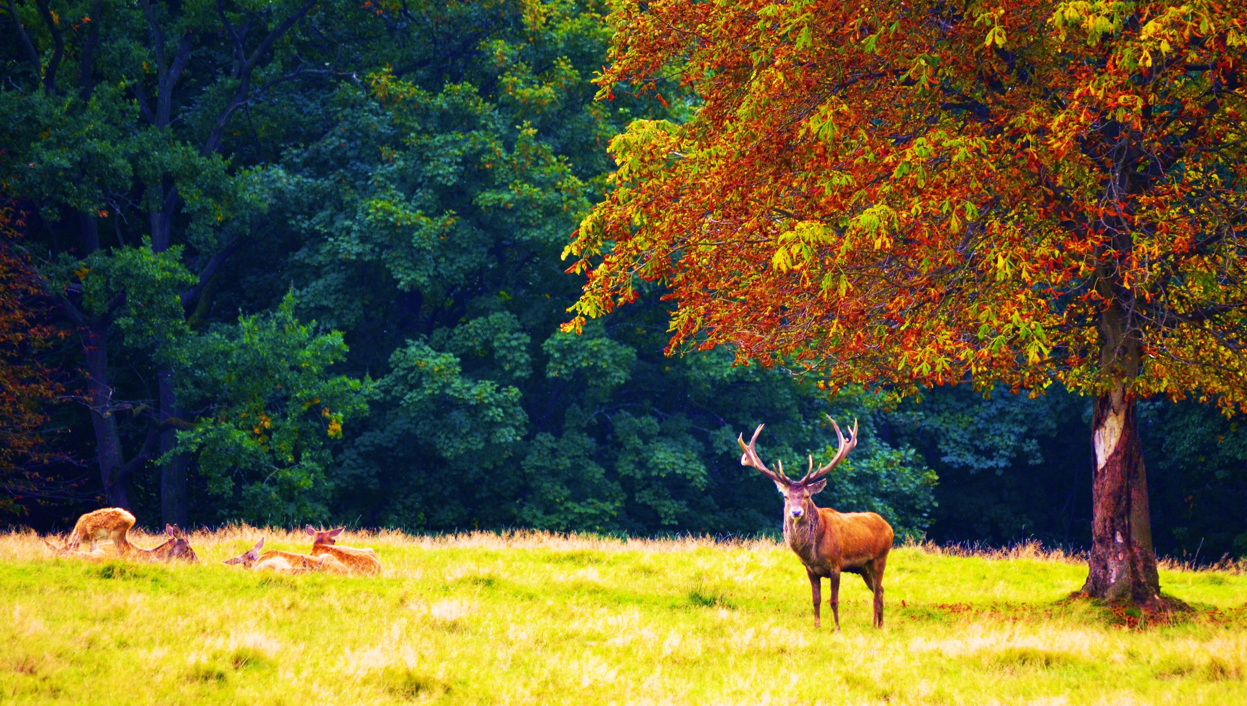 forest, Trees, Nature, Landscape, Tree, Autumn, Deer Wallpaper