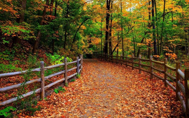 forest, Trees, Nature, Landscape, Tree, Autumn HD Wallpaper Desktop Background