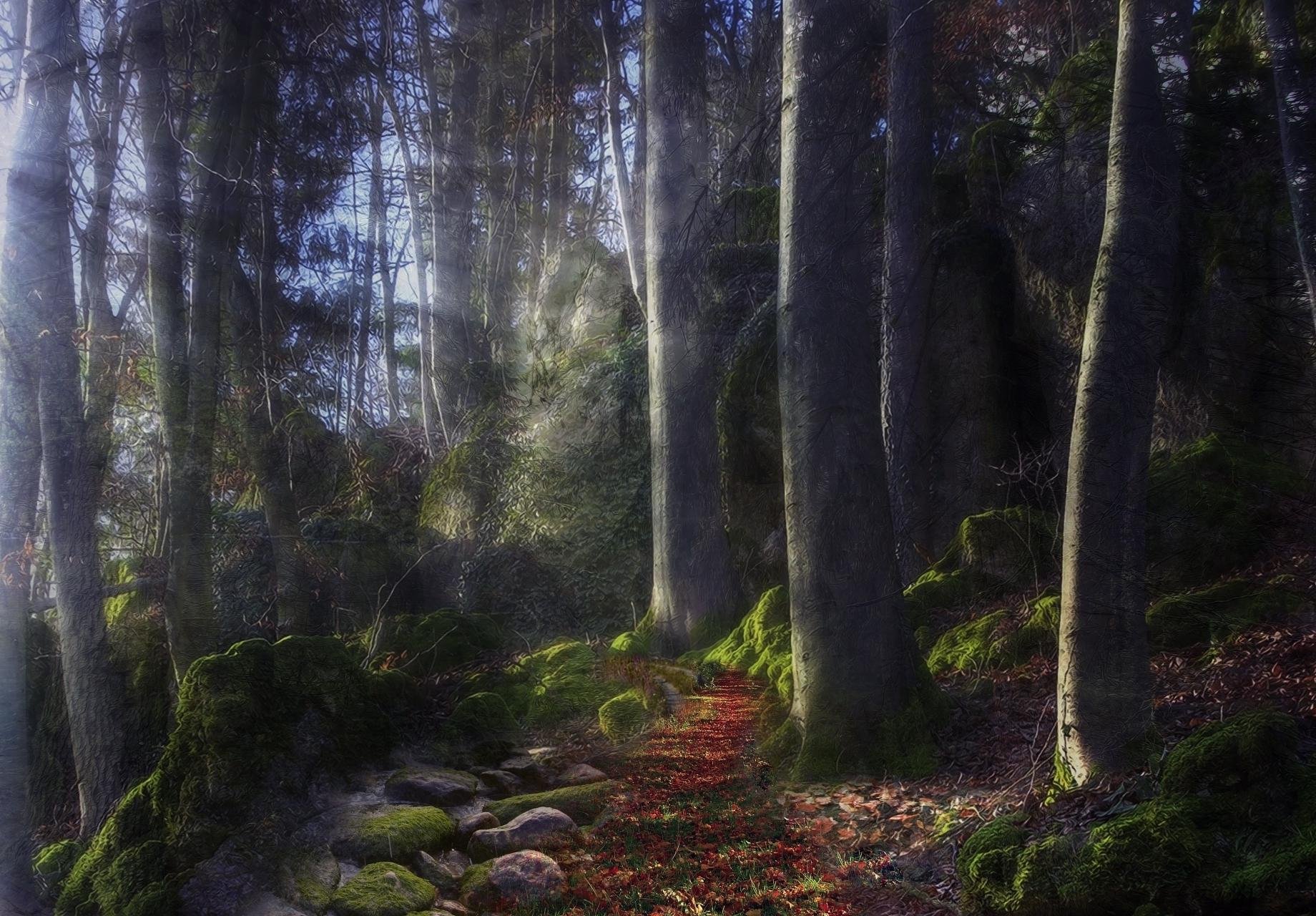 forest, Trees, Nature, Landscape, Tree, Autumn Wallpaper