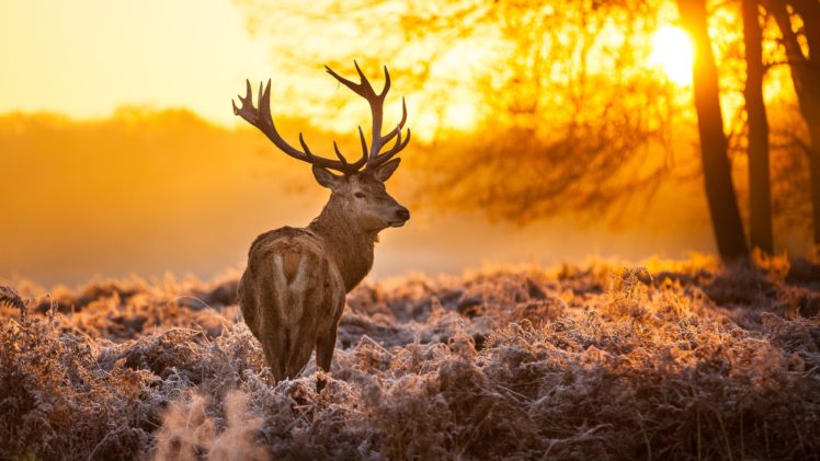 forest, Trees, Nature, Landscape, Tree, Autumn, Deer HD Wallpaper Desktop Background