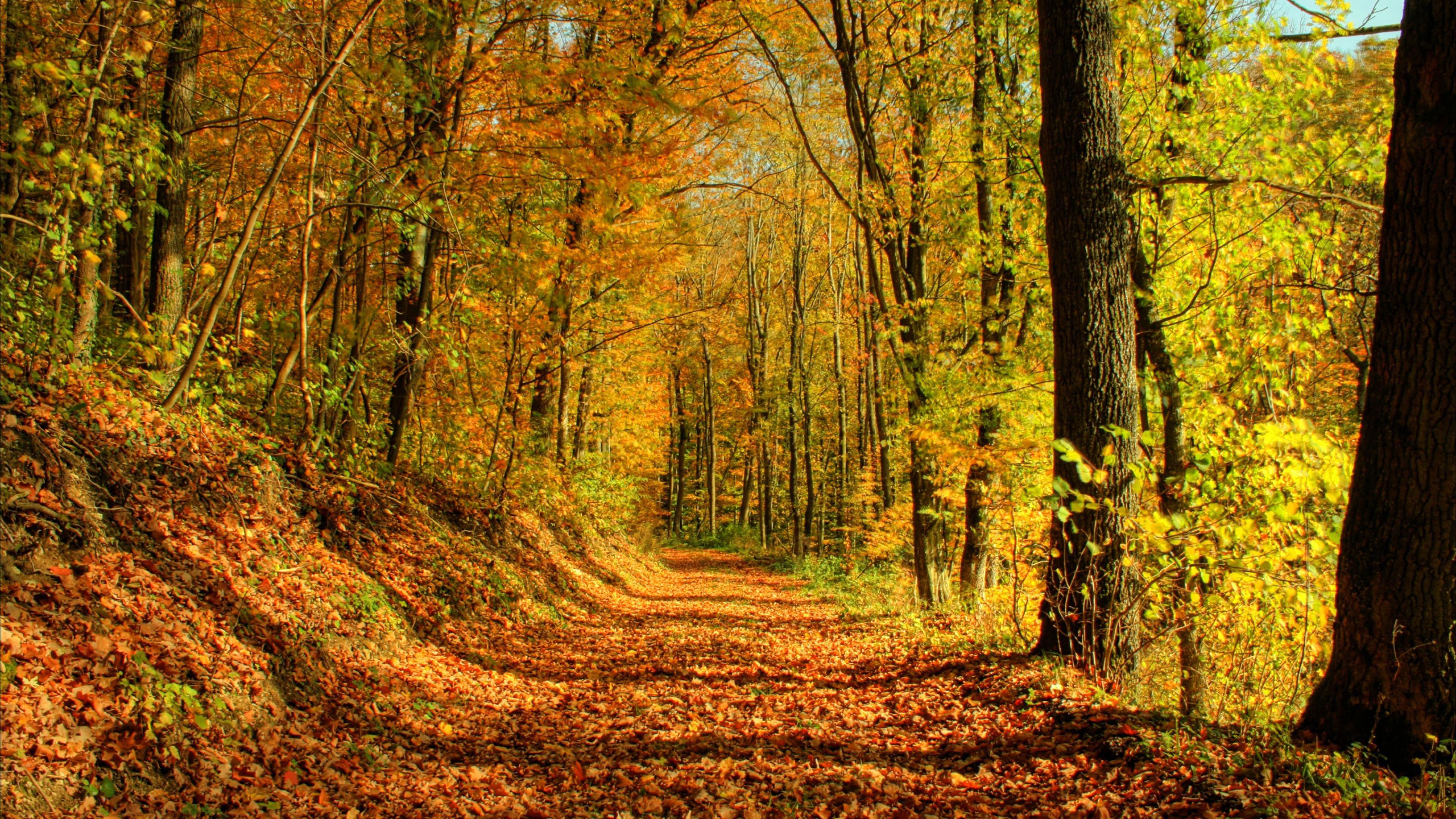 forest, Trees, Nature, Landscape, Tree, Autumn Wallpaper