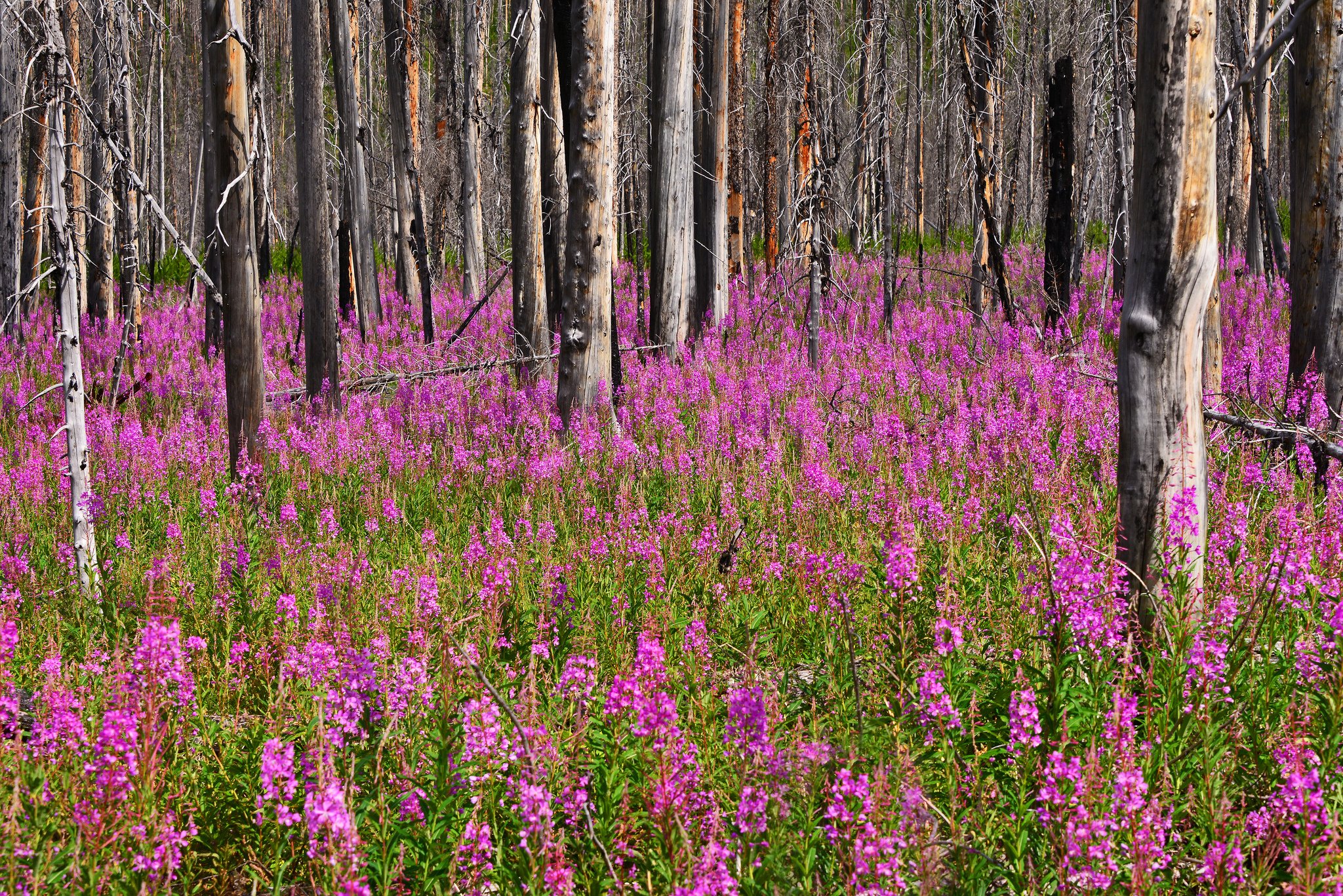 forest, Trees, Nature, Landscape, Tree, Autumn Wallpaper