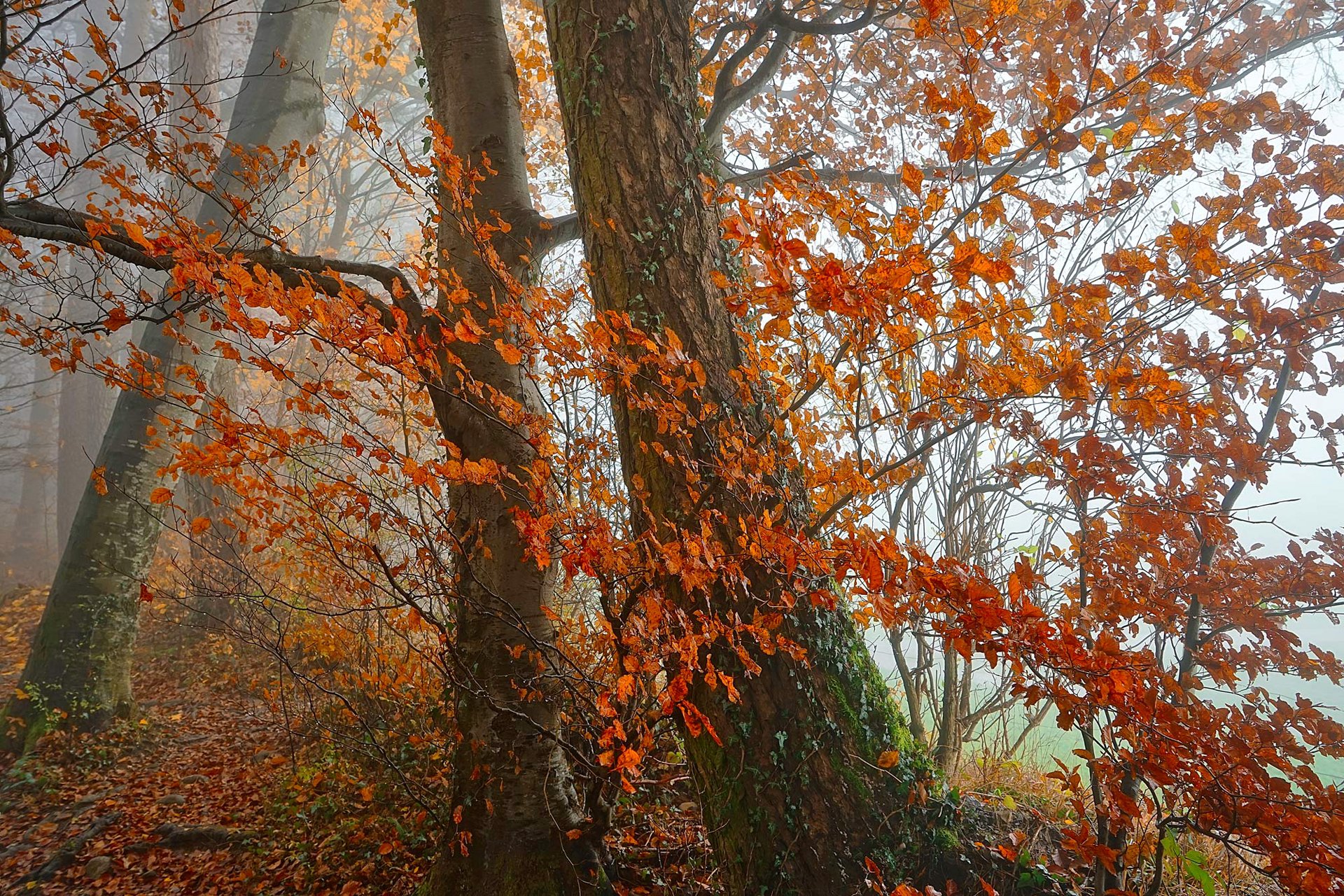 forest, Trees, Nature, Landscape, Tree, Autumn Wallpaper