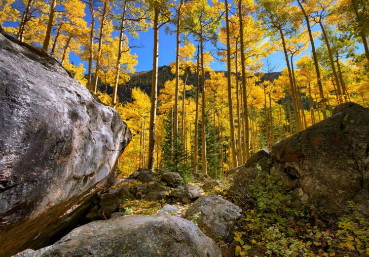 forest, Trees, Nature, Landscape, Tree, Autumn HD Wallpaper Desktop Background