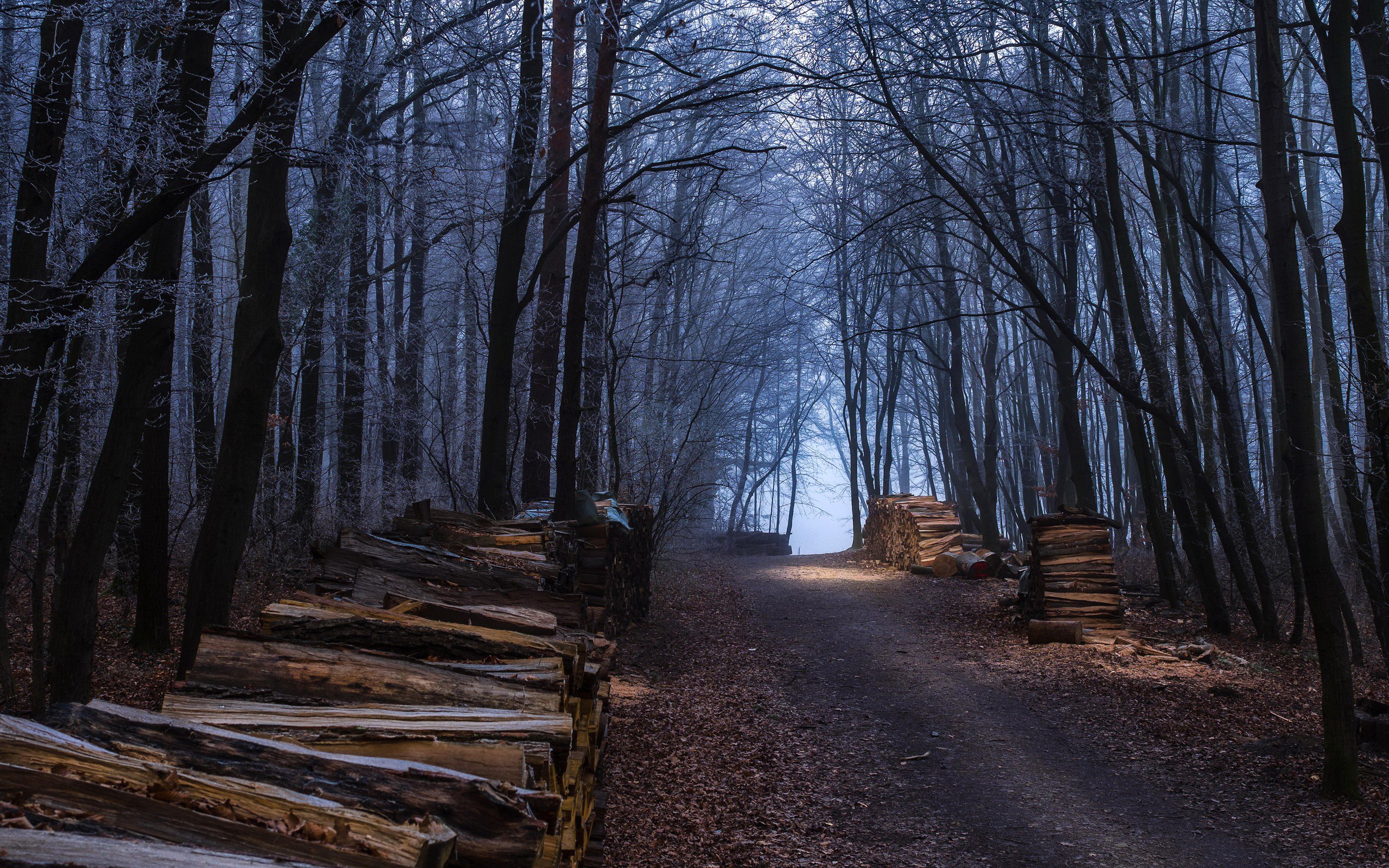 forest, Trees, Nature, Landscape, Tree, Autumn Wallpaper