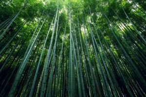 forest, Trees, Nature, Landscape, Tree, Bamboo