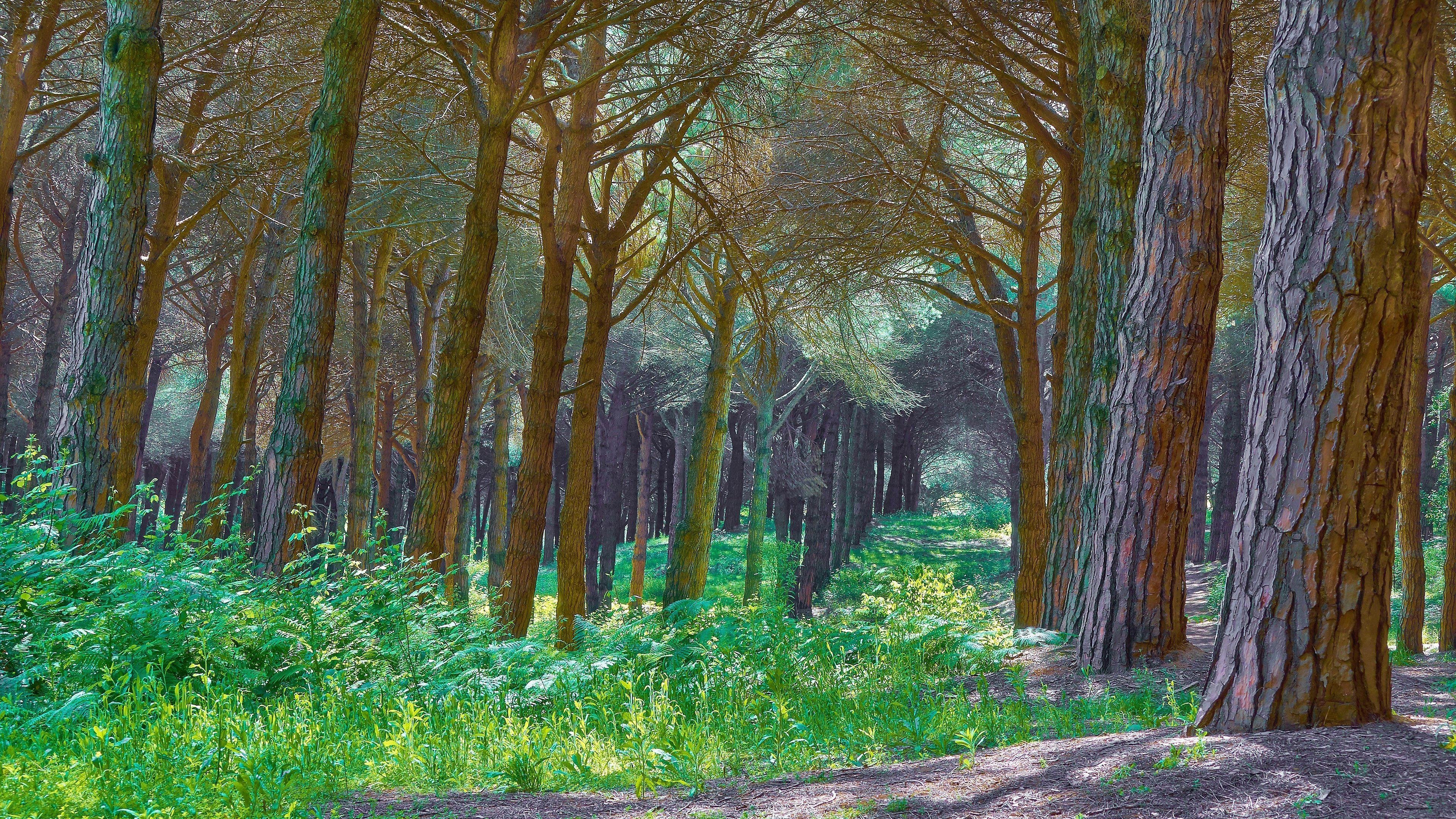 forest, Trees, Nature, Landscape, Tree, Autumn Wallpaper