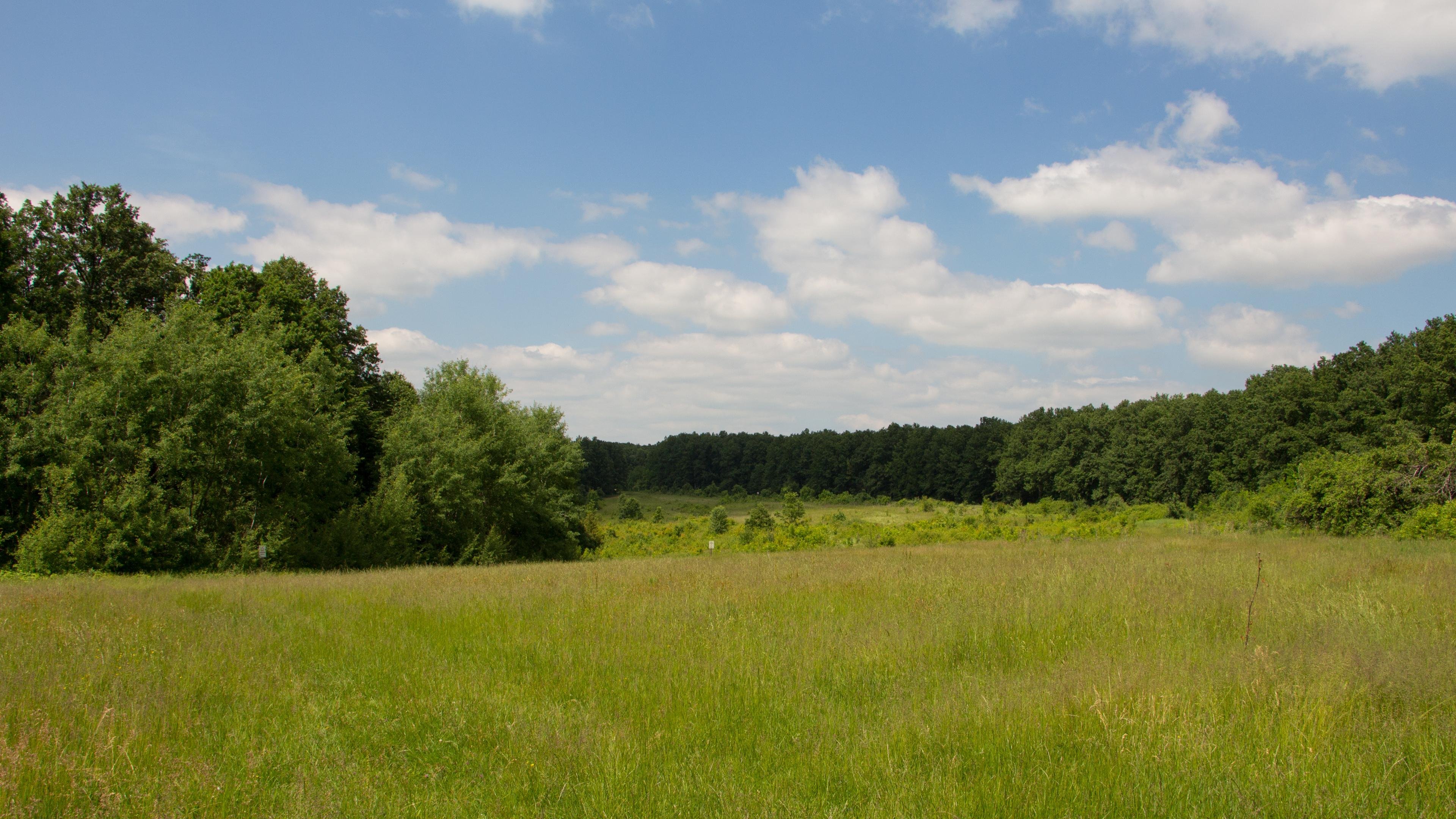 forest, Trees, Nature, Landscape, Tree, Autumn Wallpaper